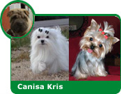 cursuri de ingrijire a cainilor bucharest Canin Kris