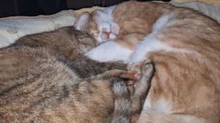 cazare pentru pisici bucharest Pet Sitter - Pensiune pisici - Cazare pisici - Vizite pisici - Plimbare câini